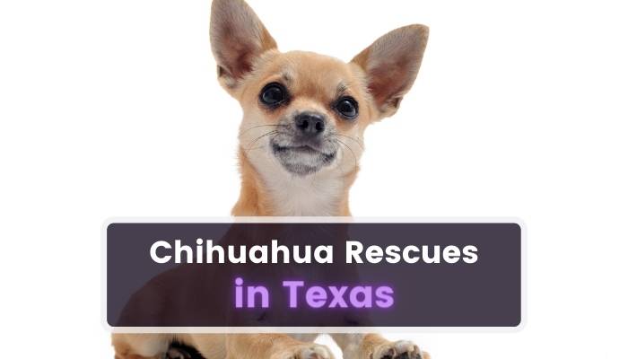 Chihuahua Rescues in Texas TX