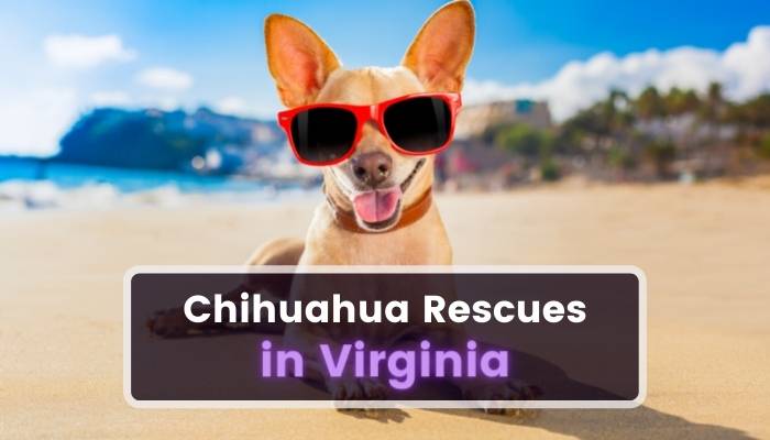 Chihuahua Rescues in Virginia VA