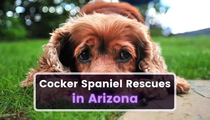 Cocker Spaniel Rescues in Arizona AZ