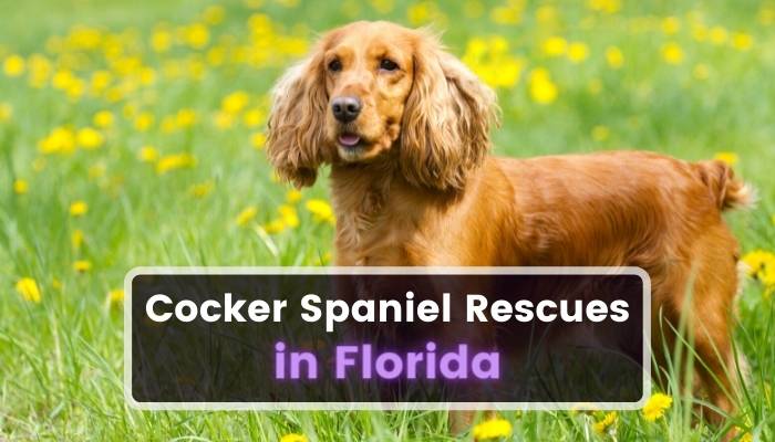 Cocker Spaniel Rescues in Florida FL