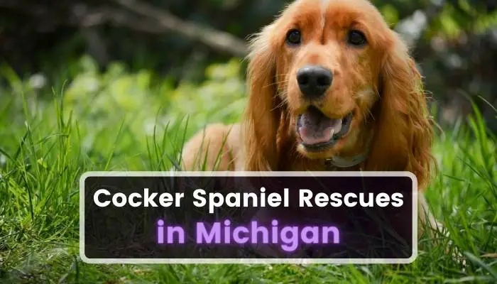 Cocker Spaniel Rescues in Michigan MI