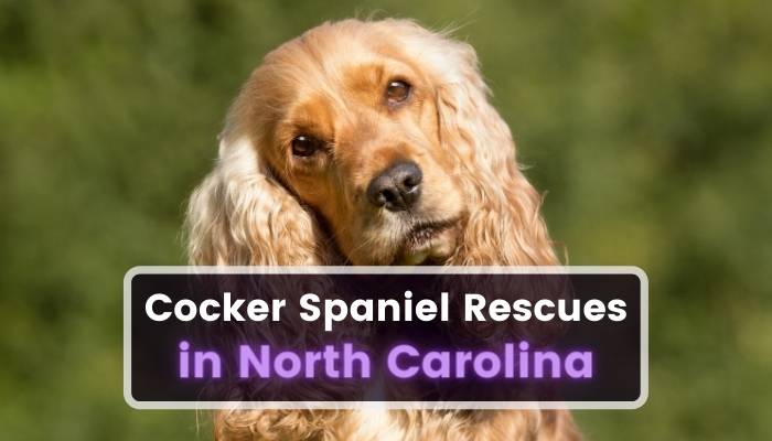 Cocker Spaniel Rescues in North Carolina NC