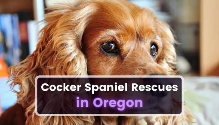 Cocker Spaniel Rescues in Oregon OR