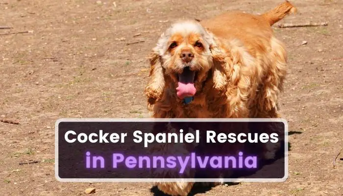 Cocker Spaniel Rescues in Pennsylvania PA
