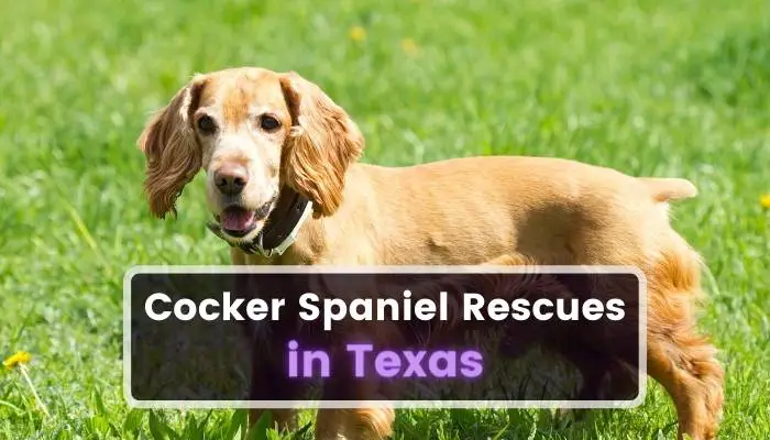 Cocker Spaniel Rescues in Texas TX