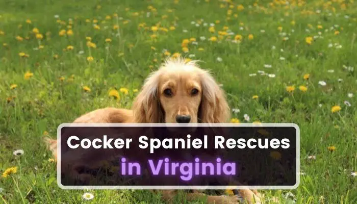 Cocker Spaniel Rescues in Virginia VA