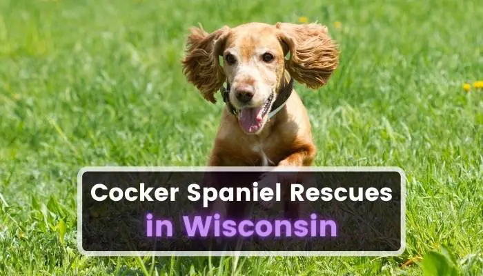 Cocker Spaniel Rescues in Wisconsin WI