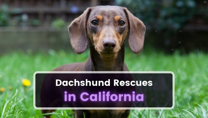Dachshund Rescues in California CA