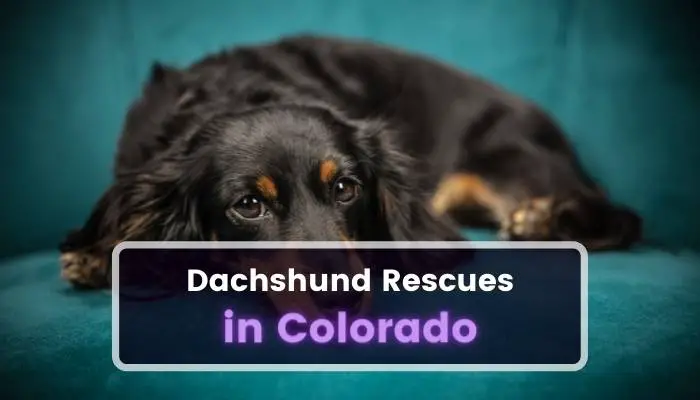 Dachshund Rescues in Colorado CO