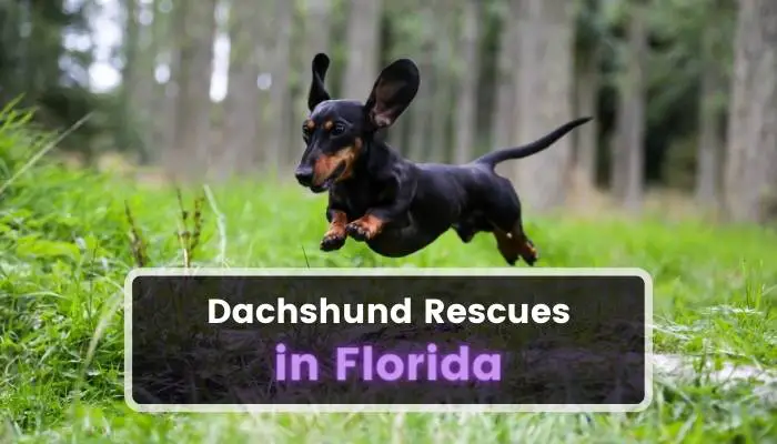 Dachshund Rescues in Florida FL
