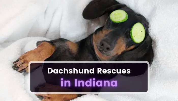 Dachshund Rescues in Indiana IN