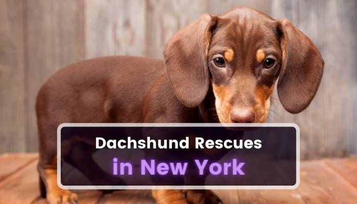 Dachshund Rescues in New York NY