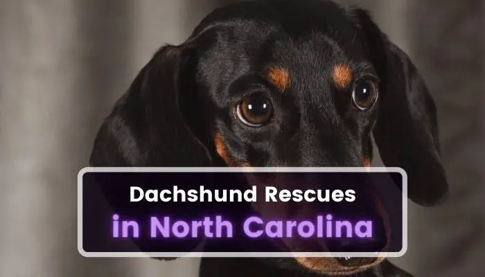 Dachshund Rescues in North Carolina NC