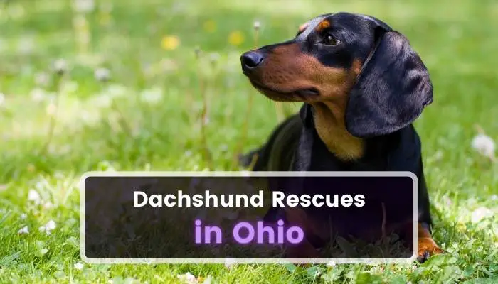 Dachshund Rescues in Ohio OH