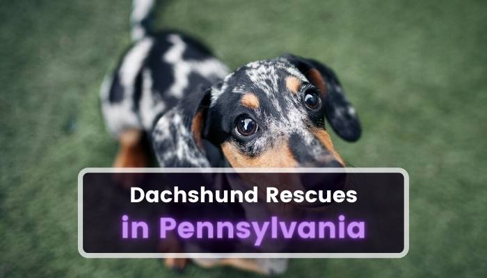 Dachshund Rescues in Pennsylvania PA