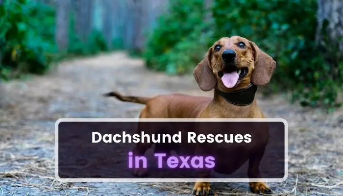Dachshund Rescues in Texas TX