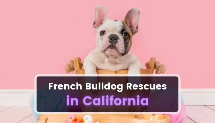 French Bulldog Rescues in California CA