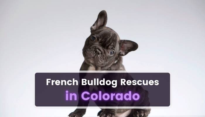 French Bulldog Rescues in Colorado CO
