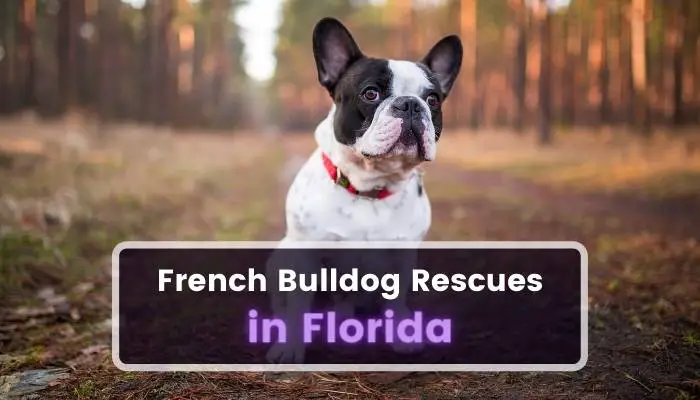 French Bulldog Rescues in Florida FL