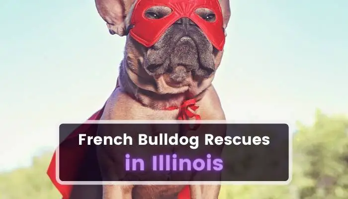 French Bulldog Rescues in Illinois IL