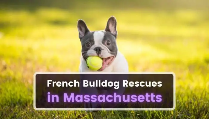 French Bulldog Rescues in Massachusetts MA