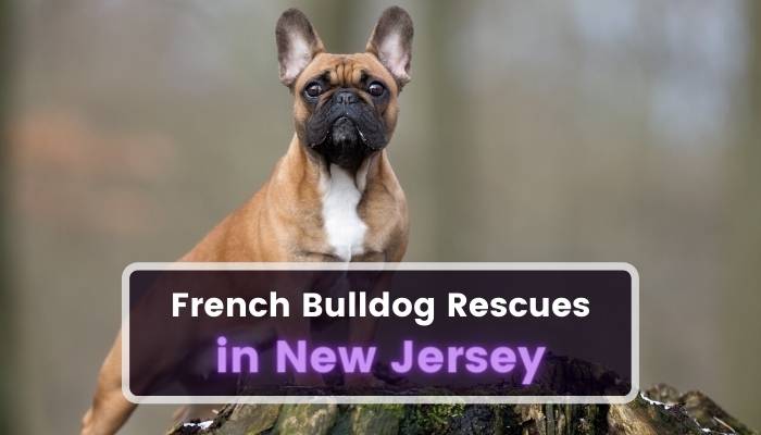 French Bulldog Rescues in New Jersey NJ