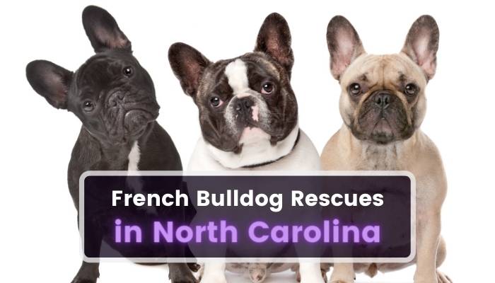 French Bulldog Rescues in North Carolina NC