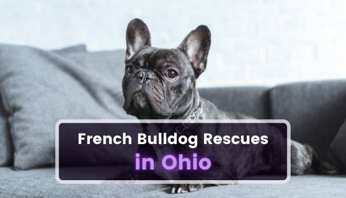 French Bulldog Rescues in Ohio OH