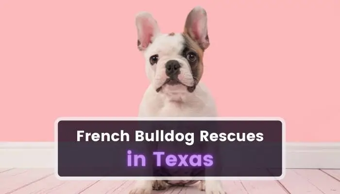 French Bulldog Rescues in Texas TX