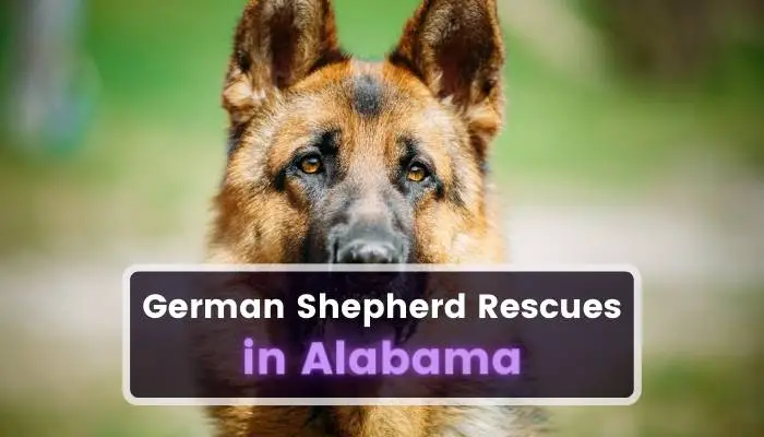 German Shepherd Rescues in Alabama AL