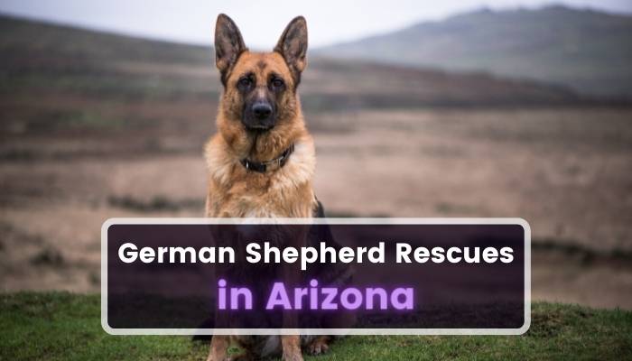 German Shepherd Rescues in Arizona AZ