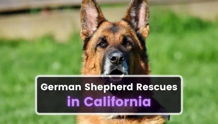 German Shepherd Rescues in California CA