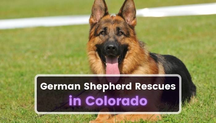 German Shepherd Rescues in Colorado CO