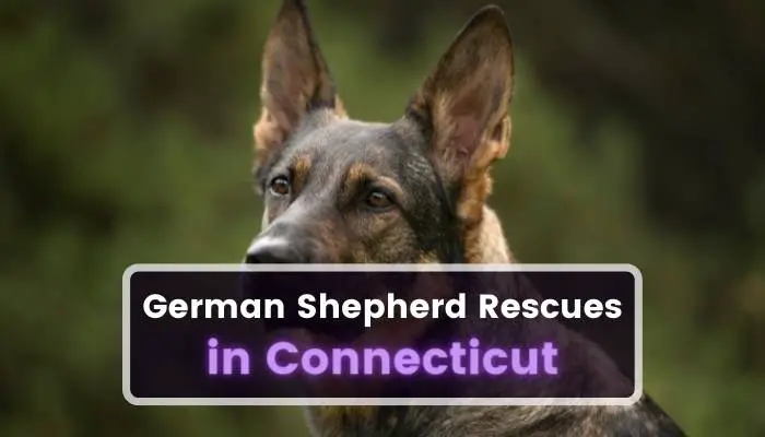 German Shepherd Rescues in Connecticut CT