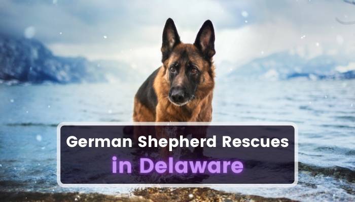 German Shepherd Rescues in Delaware DE