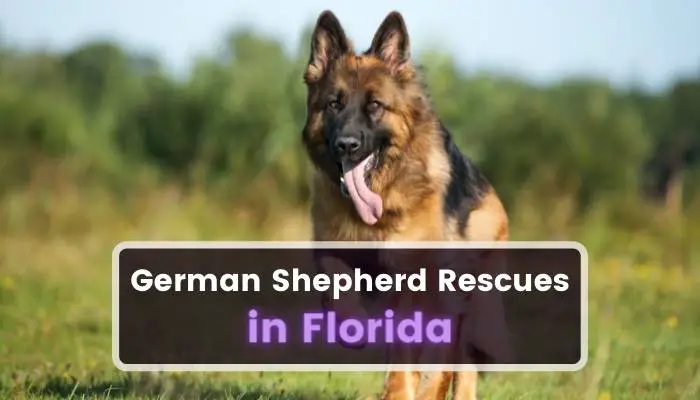 German Shepherd Rescues in Florida FL