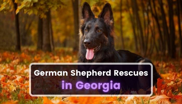 German Shepherd Rescues in Georgia GA