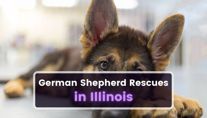 German Shepherd Rescues in Illinois IL