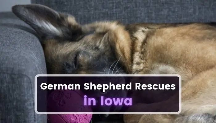 German Shepherd Rescues in Iowa IA