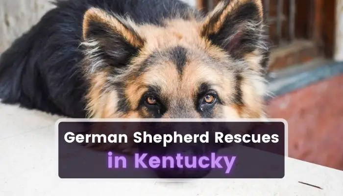 German Shepherd Rescues in Kentucky KY