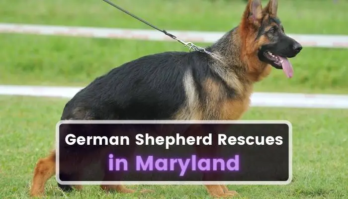 German Shepherd Rescues in Maryland MD