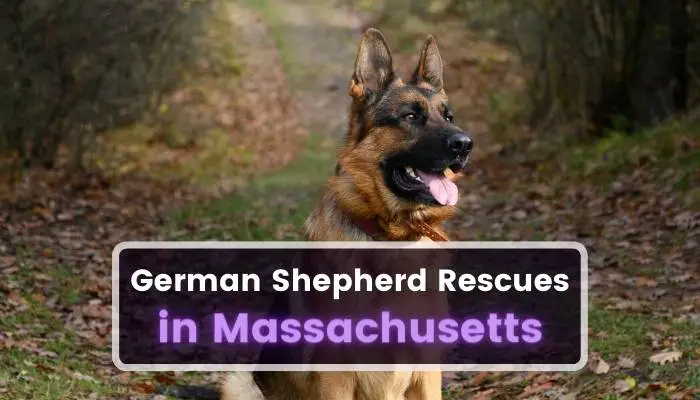 German Shepherd Rescues in Massachusetts MA