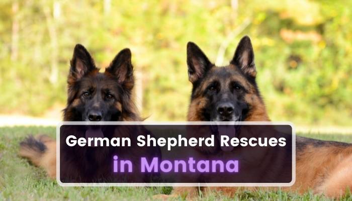 German Shepherd Rescues in Montana MT