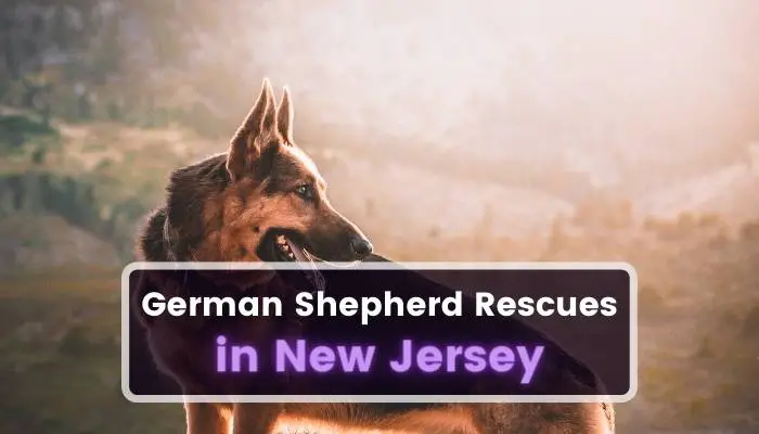 German Shepherd Rescues in New Jersey NJ