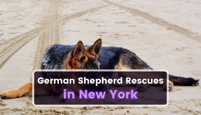 German Shepherd Rescues in New York NY