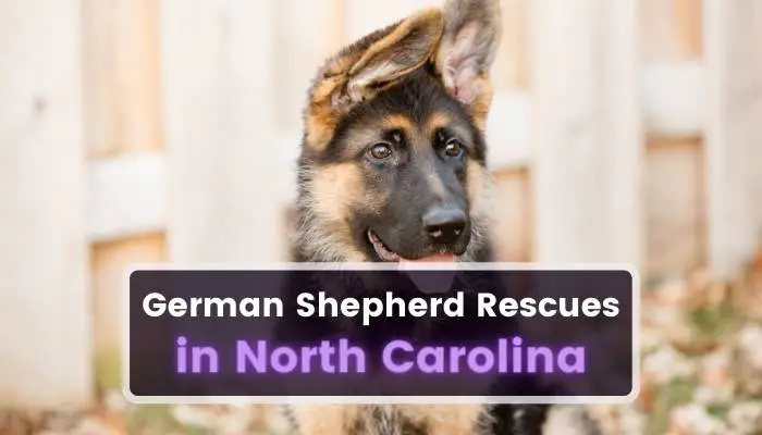 German Shepherd Rescues in North Carolina NC