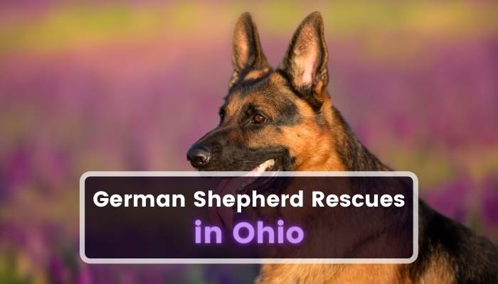 German Shepherd Rescues in Ohio OH