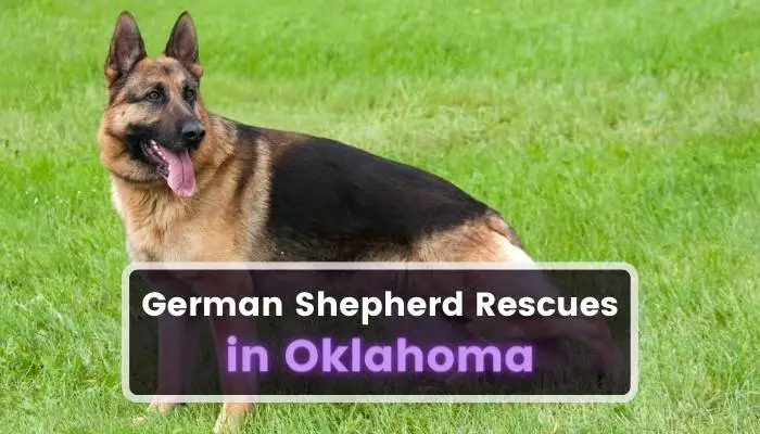 German Shepherd Rescues in Oklahoma OK