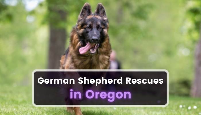German Shepherd Rescues in Oregon OR