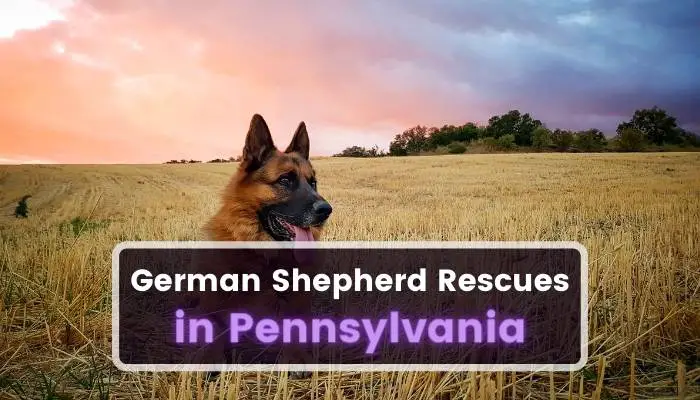 German Shepherd Rescues in Pennsylvania PA